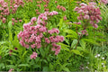 100 Seeds Purple Joe Pye Weed Eutrochium purpureum Native Wildflower Pollinator Garden