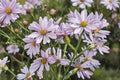 100 Seeds Drummond Aster Symphyotrichum drummondii Native Wildflower Perennial