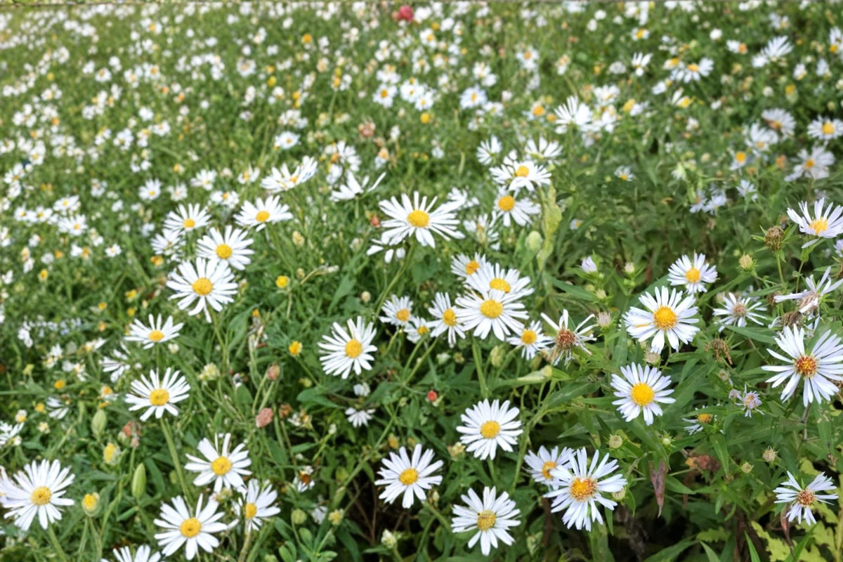Shining Aster Seeds 100 Count - Symphyotrichum firmum - Pale Lavender to Blue Flowers - Native Herbaceous Perennial