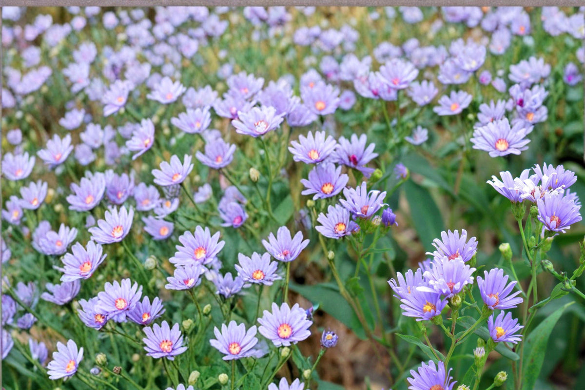 100 Seeds Smooth Blue Aster Symphyotrichum laeve Native Perennial Wildflower