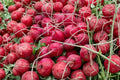 Cherry Belle Radish Seeds – Heirloom Non-GMO Fast-Growing Root Vegetable, Bright Red, Round, 50+ Seeds