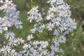 100 Seeds Sky Blue Aster Symphyotrichum oolentangiense Native Perennial Wildflower