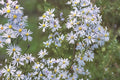 Sky Blue Aster Seeds - 100 Count - Symphyotrichum oolentangiense - Herbaceous Perennial with Soft Blue Flowers and Yellow Centers