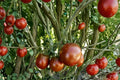 Black Prince Tomato Seeds – Rare Heirloom, Dark Purple-Red Fruit, Sweet Flavor, Indeterminate, 10+ Seeds