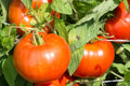 Jersey Beefsteak Tomato Seeds - Heirloom Non-GMO Large Red Juicy Slicing Tomatoes for Garden, Container, and Raised Bed Growing