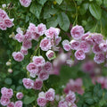 Seven Sisters Rose Plant | Heirloom Climbing Rose | Fragrant Dark Pink Blooms | Rosa multiflora