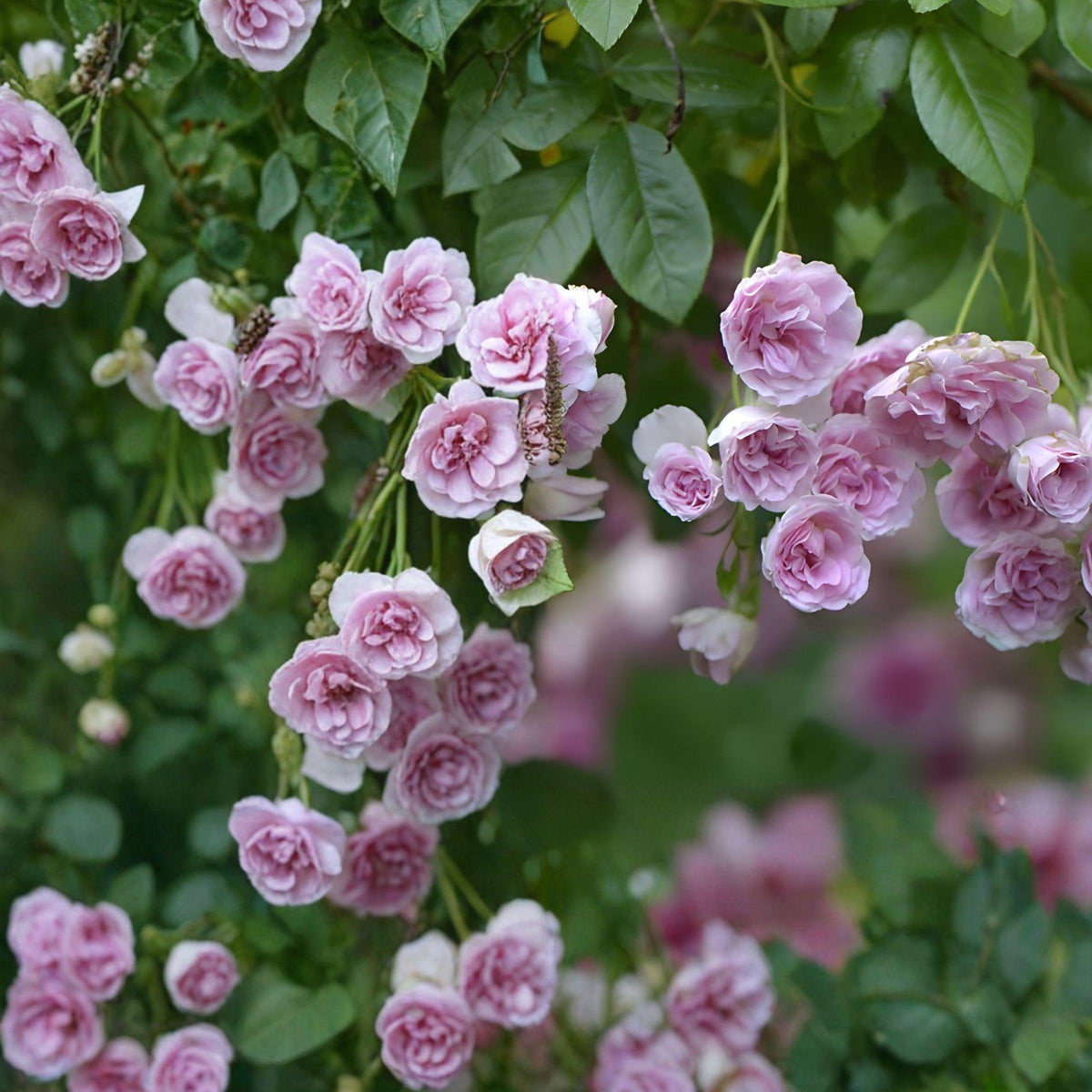 Seven Sisters Rose Plant | Heirloom Climbing Rose | Fragrant Dark Pink Blooms | Rosa multiflora