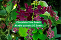 Chocolate Vine Seeds Akebia quinata – Climbing Vine with Fragrant Purple Flowers, Fast-Growing Garden Seeds for Trellises & Fences