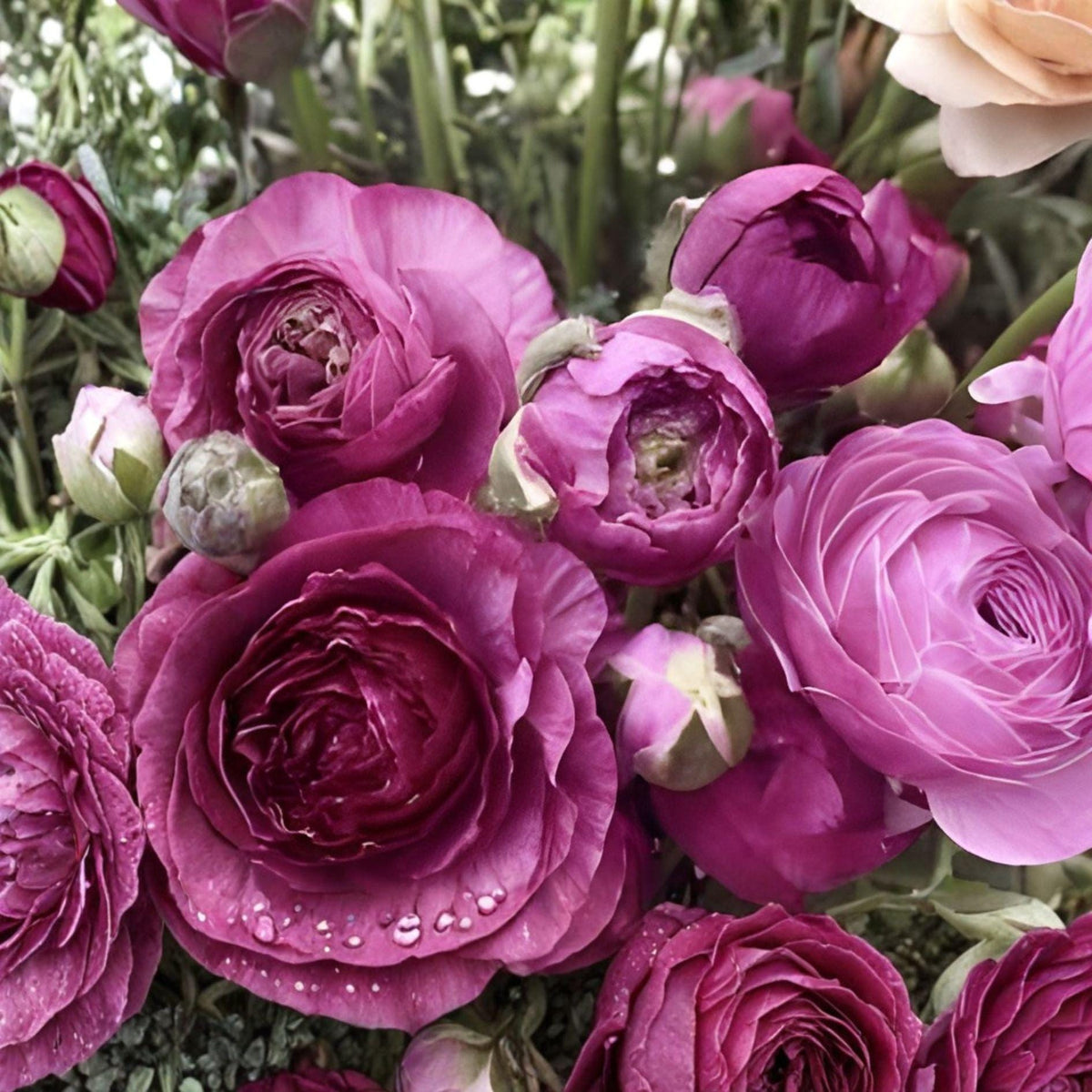 Purple Ranunculus Bulbs – Peony-Style Blooms, Flowering Bulb, Ranunculus asiaticus, Fall & Spring Planting