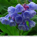 Virginia Bluebells Seeds – 10 Pack, Mertensia virginica, Spring Wildflower, Shade Garden Perennial, Pink-to-Blue Blooms