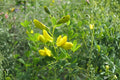 Yellow Wild Indigo Seeds | Baptisia tinctoria Native Perennial for Gardens & Prairies