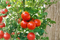 Moneymaker Heirloom Tomato Seeds – High Yield, Smooth Red Fruit, Indeterminate, Non-GMO, 10+ Seeds