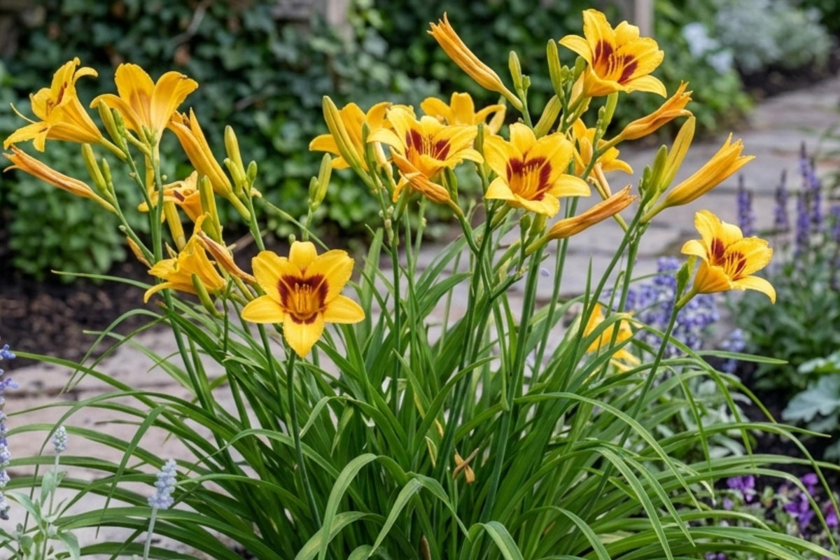 Bonanza Day Lily Bulb Bare Root Plant Perennial Flower Hemerocallis 'Bonanza' for Garden Borders & Landscaping