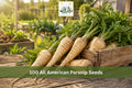 100 Parsnip Seeds All American White Root Vegetable Heirloom Garden