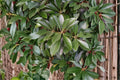 5 Seeds Japanese Stone Oak Lithocarpus edulis