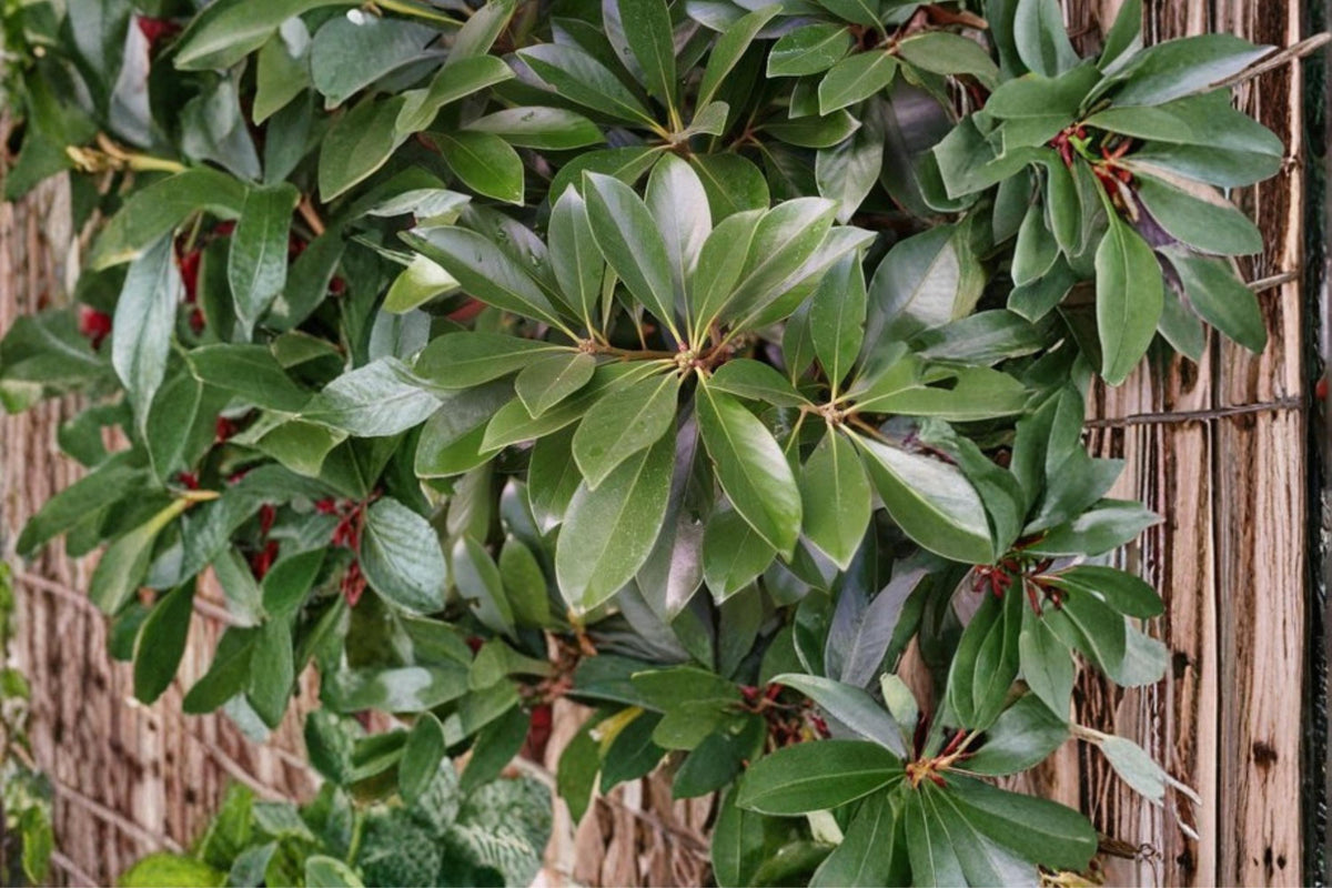 5 Seeds Japanese Stone Oak Lithocarpus edulis