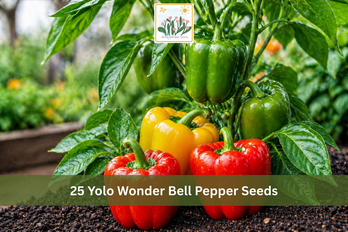 25 Seeds Yolo Wonder Bell Pepper Sweet Mild Thick-Walled Garden Vegetable