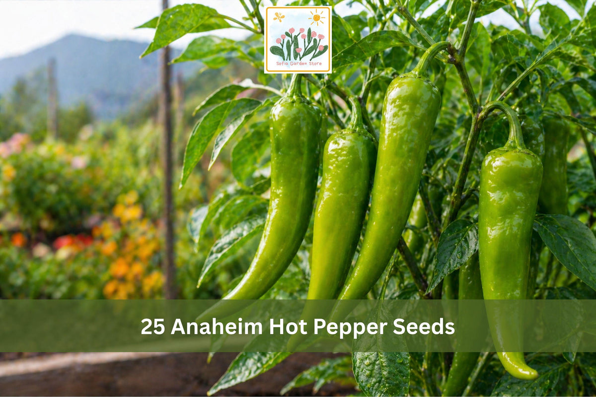 25 Seeds Yolo Wonder Bell Pepper Sweet Vegetable Garden Planting