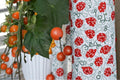 10 Seeds Sun Sugar Cherry Tomato