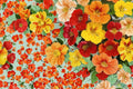 Trailing Nasturtium Seeds - 100 Count - Colorful Mix of Red, Orange, Yellow - Tropaeolum majus