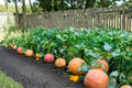 10 Seeds Atlantic Giant Pumpkin Huge Fruit Garden