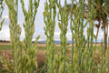 Barley Seeds 1/2 Pound - Hordeum vulgare - Fast-Growing Grass Crop for Forage, Garden, Cover & Soil Improvement
