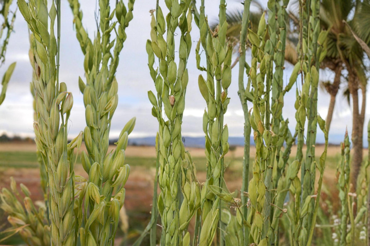 1/2 Pound Barley Seeds Hordeum vulgare