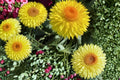 100 Seeds Strawflower Golden Yellow Xerochrysum bracteatum Drought Tolerant Cut Flower Garden
