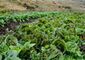 Freckles Romaine Lettuce Seeds – Heirloom Non-GMO Vegetable Seeds for Garden, Speckled Leaf Cos Lettuce, Salad Greens