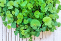 Gotu Kola Seeds 50 Count - Centella asiatica - Perennial Ground Cover Herb for Tropical Gardens