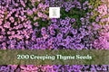 200 Creeping Thyme Seeds | Purple Groundcover Herb Perennial for Lawn Alternative | Thymus serpyllum Seeds