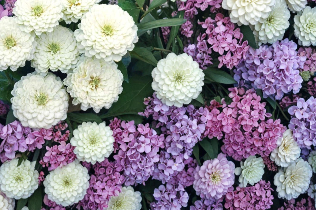 50 Seeds Zinnia Polar Bear Dahlia-Flowered White Zinnia elegans