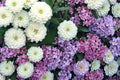 Zinnia Seeds - 50 Polar Bear White Dahlia-Flowered - Zinnia elegans - Annual Flower for Garden Beds & Cut Flowers