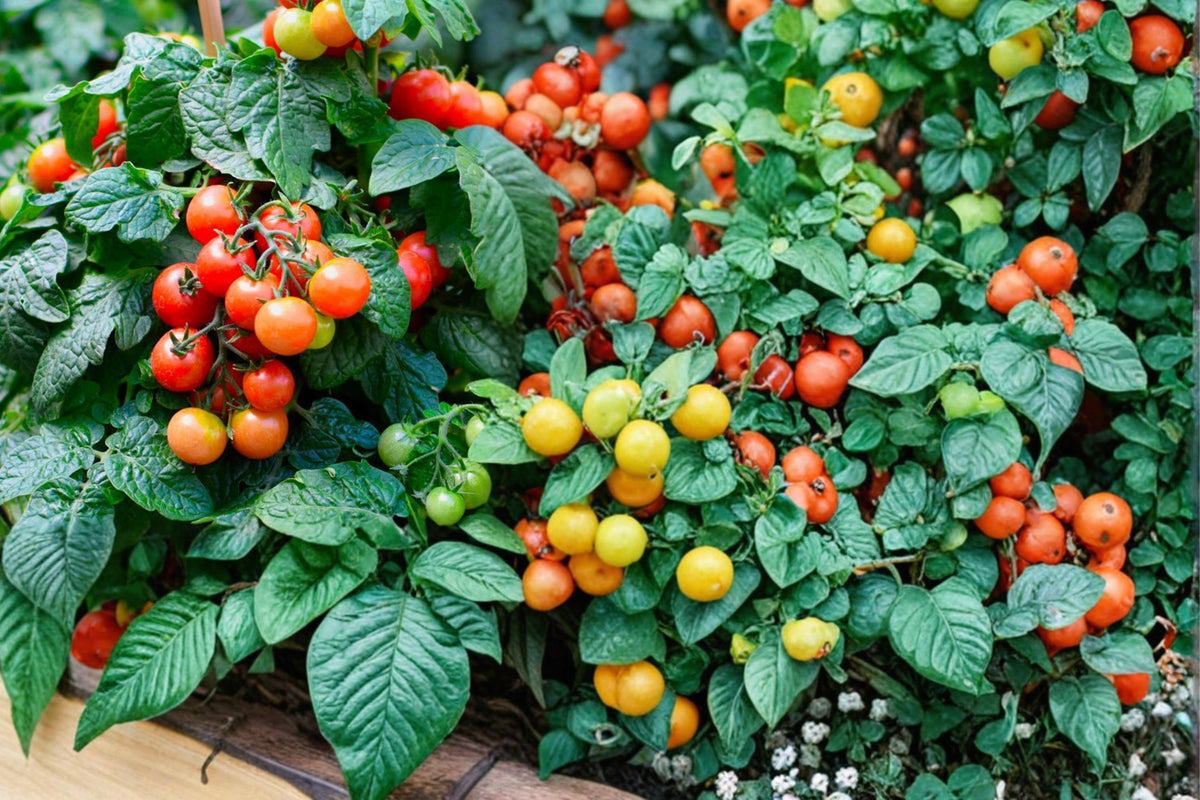 100 Seeds Tiny Tim Tomato Cherry Dwarf Heirloom