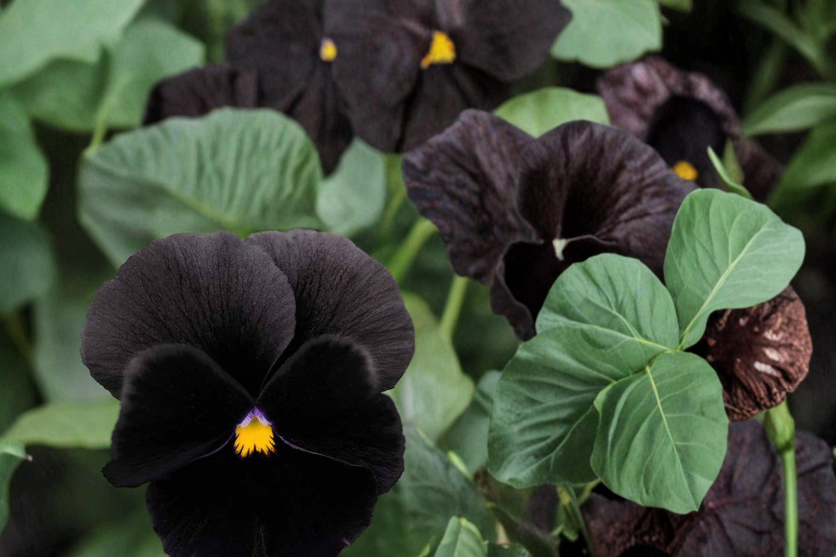 100 Seeds Black Pansy Viola tricolor Dark Flower