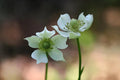 Thimbleweed Seeds (100) Native Wildflower Anemone cylindrica for Prairies, Meadows, Pollinator Gardens