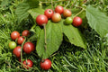 30 Seeds Jamaican Cherry Tree Muntingia calabura Tropical Fruit Tree