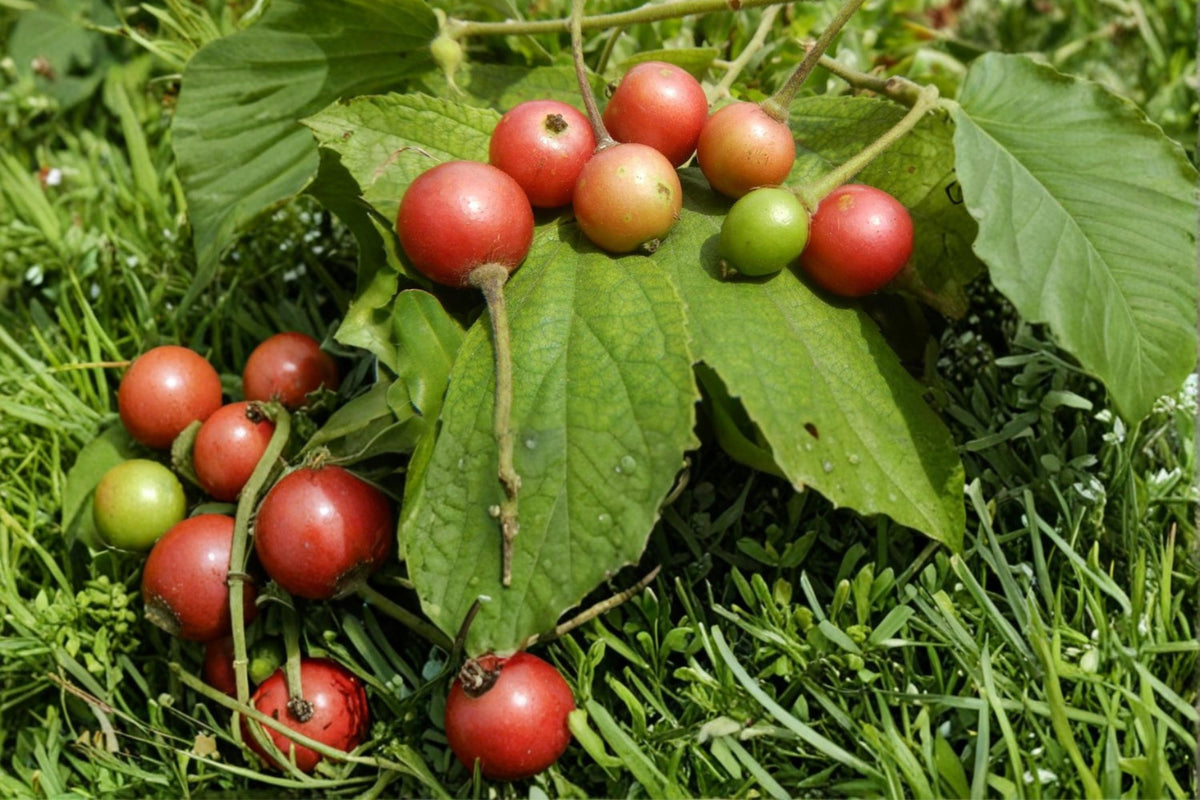 30 Seeds Jamaican Cherry Tree Muntingia calabura Tropical Fruit Tree