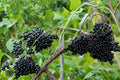 4 Cuttings Black Elderberry Sambucus nigra Fruit Shrub Live Plant