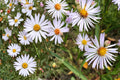 Panicled Aster Seeds (100) | Native Wildflower with White Daisy-Like Blooms | Symphyotrichum lanceolatum