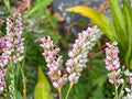 Persicaria pensylvanica Pinkweed Seeds – Heirloom Non-GMO Native Wildflower for Garden, Natural Landscape, and Biodiversity