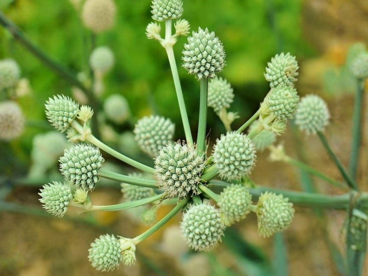 100 Eryngium yuccifolium Rattlesnake Master Seeds Native Wildflower Pollinator Garden
