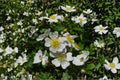 White Climbing Rose Live Plant – Rosa spp. Bare Root, White Flowering Vining Shrub for Garden, Fences & Arches