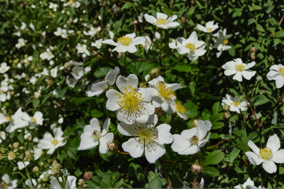 White Climbing Rose Live Plant – Rosa spp. Bare Root, White Flowering Vining Shrub for Garden, Fences & Arches