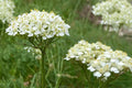 500 Seeds Western Yarrow Achillea millefolium occidentalis Perennial Drought Tolerant Pollinator Friendly