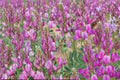 25 Seeds Utah Sweetvetch Hedysarum boreale Native Perennial Nitrogen Fixer
