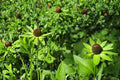 75 Seeds Western Coneflower Rudbeckia occidentalis Native Wildflower