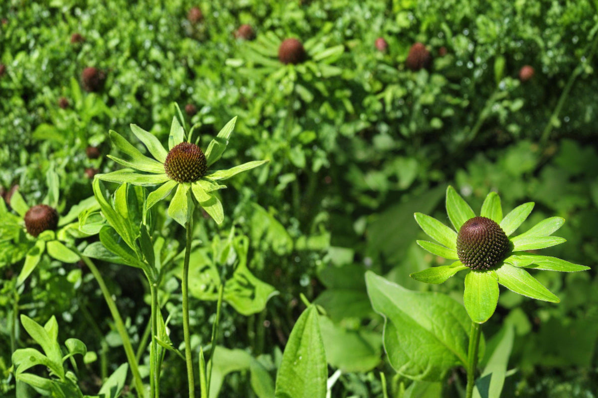 75 Seeds Western Coneflower Rudbeckia occidentalis Native Wildflower