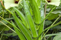 Clemson Spineless Okra Seeds - Heirloom, Non-GMO, High Yield, Heat Tolerant Garden Vegetable, Bright Green Pods