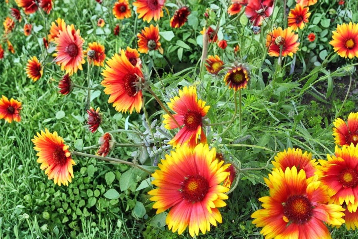 25 Seeds Blanket Flower Gaillardia aristata Drought Tolerant Perennial Wildflower